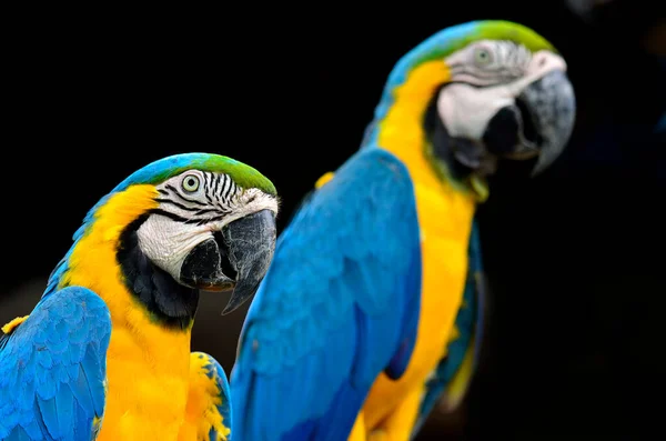 Doce Arara Azul Amarela Empoleirados Juntos Isolado Fundo Preto — Fotografia de Stock