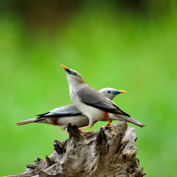 Aves Dulces Con Par Estorninos Cola Castaño Sturnus Malabaricus —  Fotos de Stock