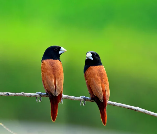 Sweet Pair Black Headed Munia Bird Bertengger Bersama Sama Cabang — Stok Foto