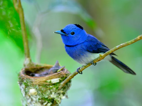 Ayah Dari Burung Blue Flycatcher Yang Sedang Menjaga Anak Anaknya Stok Gambar Bebas Royalti