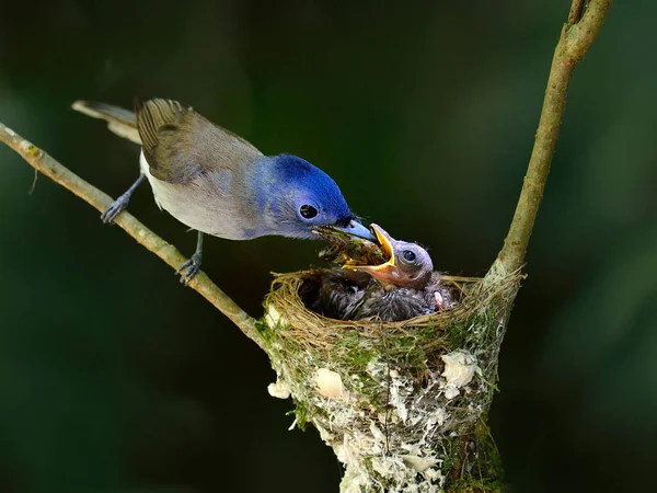 Female Black Naped Blue Flycatcher Feeding Its Checks Love Nest Stock Photo