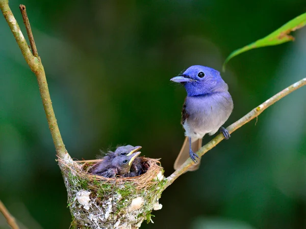 Vrouwtje Van Blue Flycatcher Bewaakt Zijn Kuikens Het Nest Met Stockfoto
