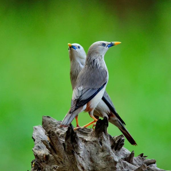 Pasangan Chestnut Ekor Starling Sturnus Malabaricus Cinta Burung Stok Gambar Bebas Royalti