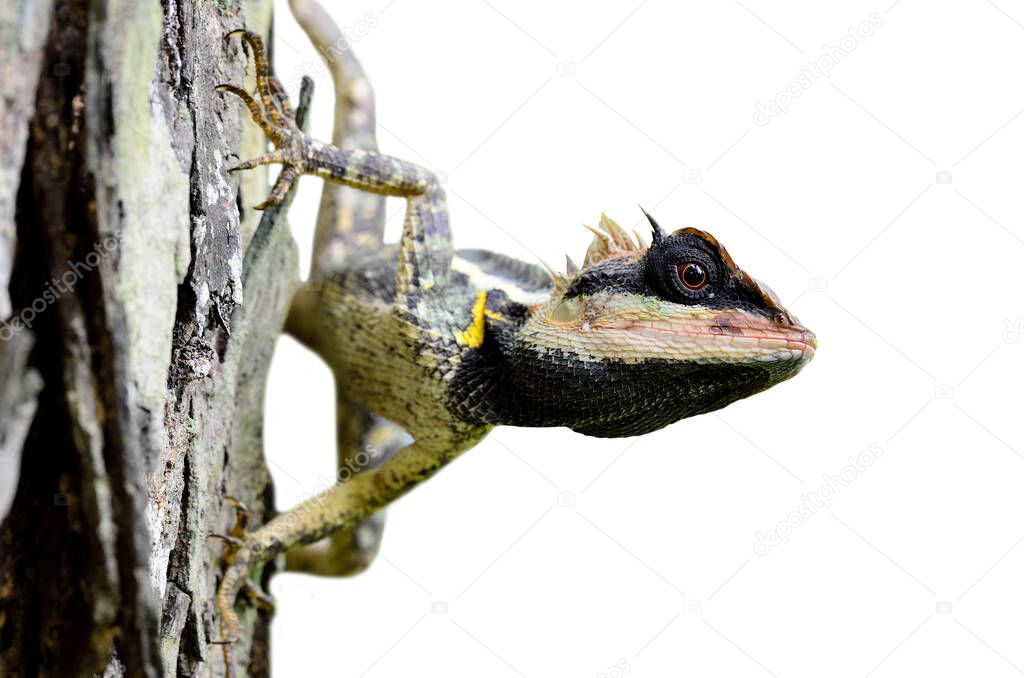 Greater spiny, masked or Boulenger Long headed Lizard isolated from background