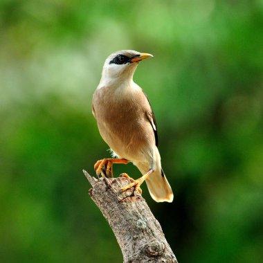 Venüs göğüslü Starling (Sturnus burnammicus) dalın tepesinde kuş tünemektedir.
