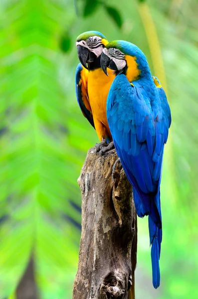 Γλυκό Ζευγάρι Μπλε Και Κίτρινο Macaw Σκαρφαλωμένο Στο Ίδιο Δέντρο — Φωτογραφία Αρχείου