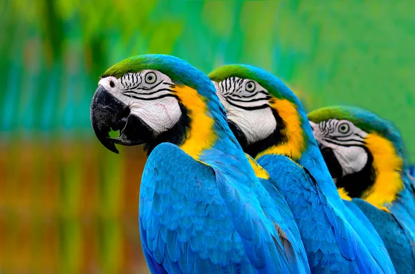 Tre Blå Och Gul Macaw Står Rad Med Fin Komposition — Stockfoto