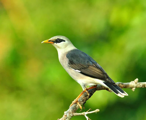 Starlingová Sturnus Burnammicus Překrásný Pták Sedící Větvi — Stock fotografie