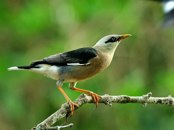 Starling Sturnus Burnammicus Pták Sedící Větvi Pěknými Akcemi — Stock fotografie