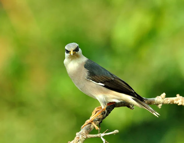 Venusborstspreeuw Sturnus Burnammicus Prachtige Tak — Stockfoto