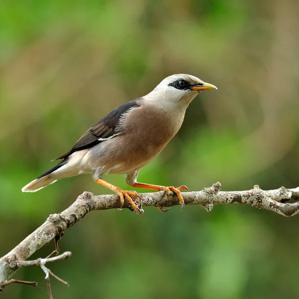 金丝雀 Sturnus Burnammicus 栖息在树枝上 动作优美 — 图库照片