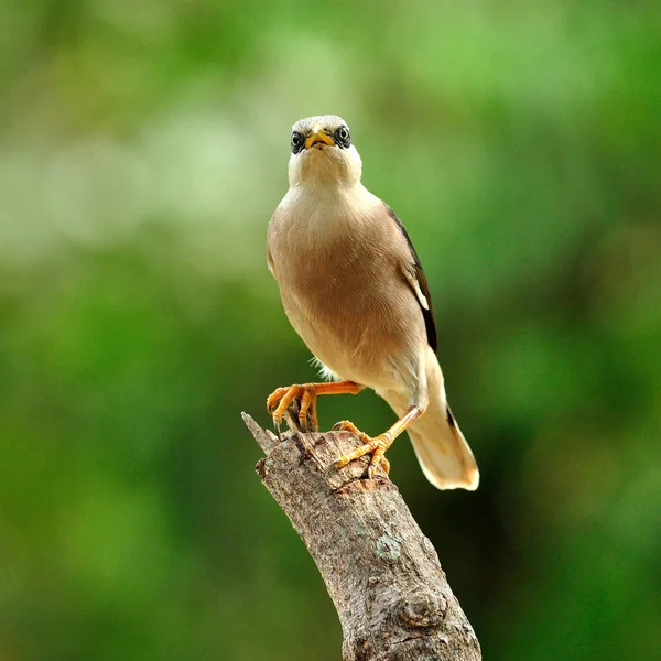 栖息在圆木顶上的以金星为食的Starling鸟 Sturnus Burnammicus — 图库照片