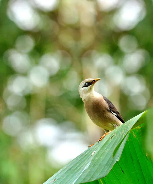 Vénusz Mellű Starling Madár Sturnus Burnammicus Banán Levél Szép Bokeh — Stock Fotó