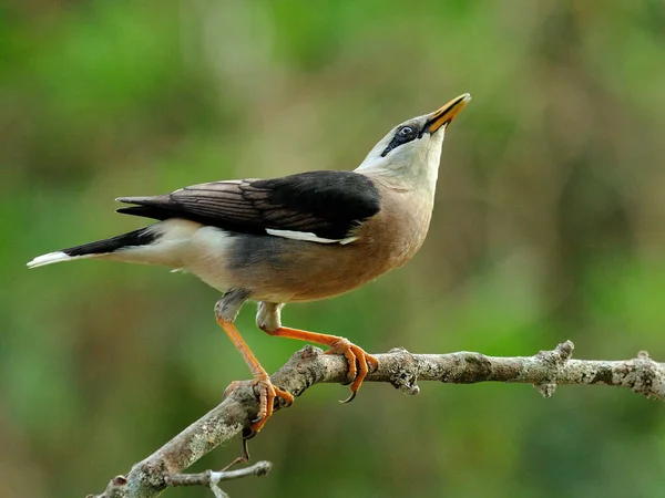 以可爱的动作站在树枝上的 用金星喂奶的Starling鸟 Sturnus Burnammicus — 图库照片