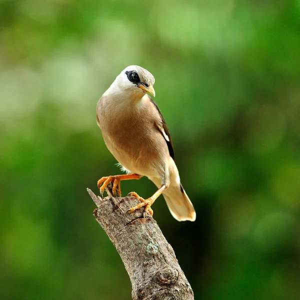 Птах Старлінг Sturnus Burammicus Стоїть Колоді Гарними Позиціями — стокове фото