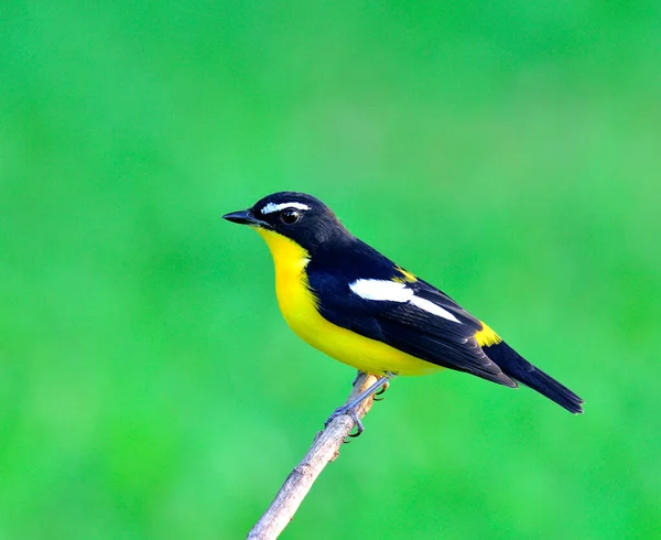 Gelbrumpf Fliegenschnäpper Ficedula Zathopygia Schön Auf Dem Ast Sitzend Mit — Stockfoto