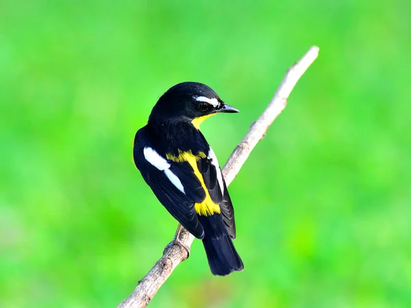 Gelbrumpf Fliegenschnäpper Ficedula Zathopygia Mit Schwarzen Federn Rückenprofil — Stockfoto