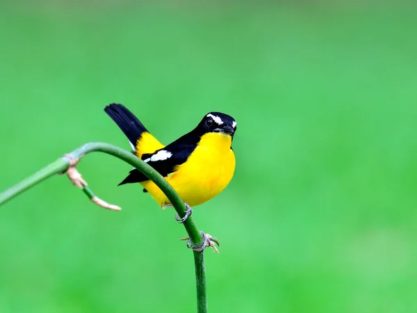 Gelbrumpf Fliegenschnäpper Ficedula Zathopygia Mit Schönen Gelben Federn Die Auf — Stockfoto