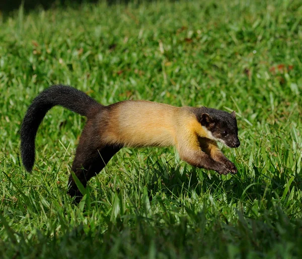 Una Encantadora Marten Garganta Amarilla Saltando Sobre Campo Hierba Naturaleza — Foto de Stock