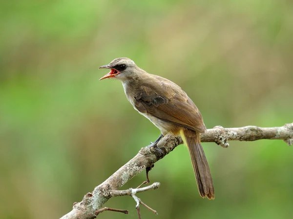 Pycnonotus Goiavier 가지에서 노래하는 — 스톡 사진