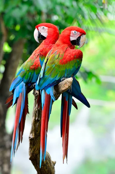 Dua Sayap Hijau Macaw Bertengger Bersama Sama Stok Gambar