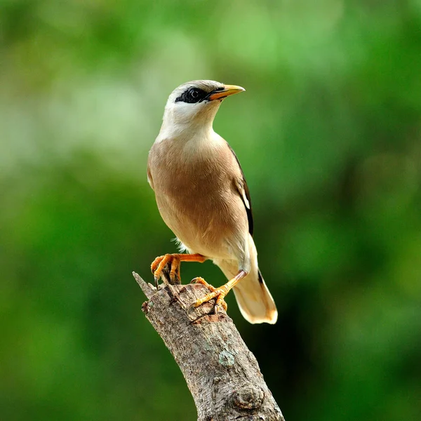 Venus Breasted Starling Sturnus Burnammicus Birdperching Top Branch Stock Photo