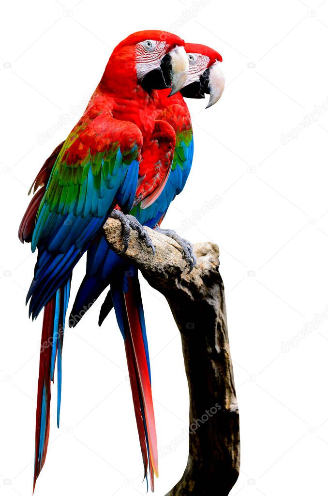 Sweet pair of Red-and-Green Macaw Parrot bird, green-winged macaw bird sitting on the log together isolated on white background