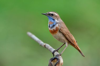 Göbeğinde turuncu tüyleri ve çenesinde mavi tüyleri olan egzotik kahverengi kuş doğada ince bir dala tünemiş, mavi gırtlak, Lüksinya svecica