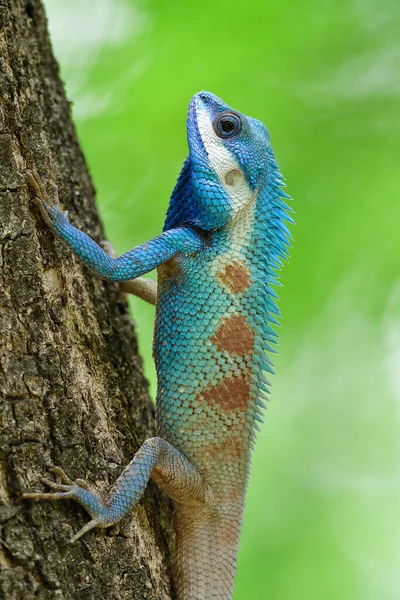 Big Blue White Red Spots Tree Lizard Expose Fine Green — Stock Photo, Image