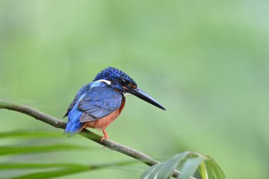 Keskin siyah gagaları olan küçük mavi kuş ağaç dalına tünemiş akarsudaki balıkları dürtüyor, mavi kulaklı kralbalıkçı (Alcedo meninting)