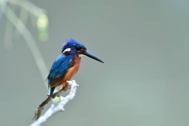 Balıkçılık yaparken, mavi kulaklı kralbalıkçı (Alcedo meninting) Nehirdeki ahşap dala gururla tünemiş güzel elvet ve ıslak mavi tüyler)