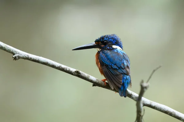 Little Blue Bird Velvet Wet Feathers Wooden Branch Stream Blue — Stock Photo, Image
