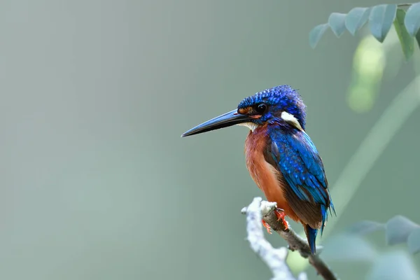 Indah Beludru Burung Biru Dengan Paruh Hitam Dada Kasar Dan — Stok Foto