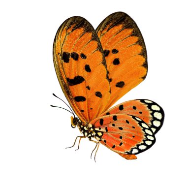Güzel uçan turuncu kelebek, Tawny Coster (Acraea terpsicore) beyaz arka planda tamamen izole edilmiş, büyüleyici doğa