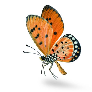 Kanatlarında siyah noktalar olan güzel uçan turuncu kelebek, Tawny Coster (Acraea terpsicore) beyaz arka planda tamamen izole edilmiş, yumuşak gölgeli, büyüleyici doğa