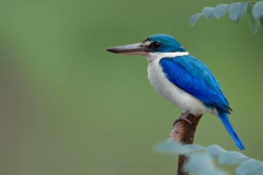 Hoş tombul beyaz yakalı kingifisher yumuşak ışıklandırma gününde ahşap sopaya tünemiş, güzel vahşi hayvan