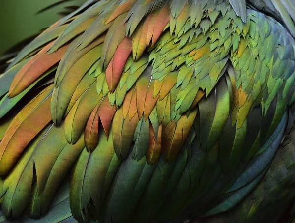 Esotici Velluto Oro Rame Giallo Penne Uccello Verde Bella Consistenza — Foto Stock