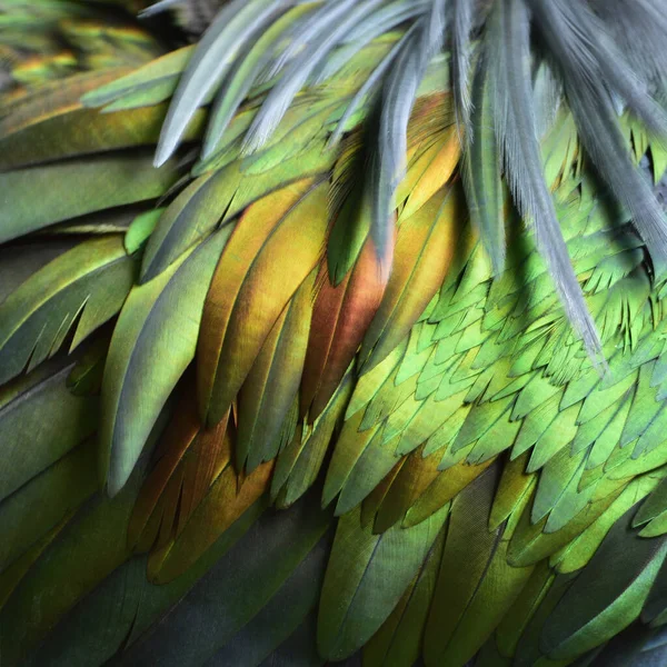 Bronze Doré Brillant Jade Velours Plumes Oiseaux Dans Une Texture — Photo