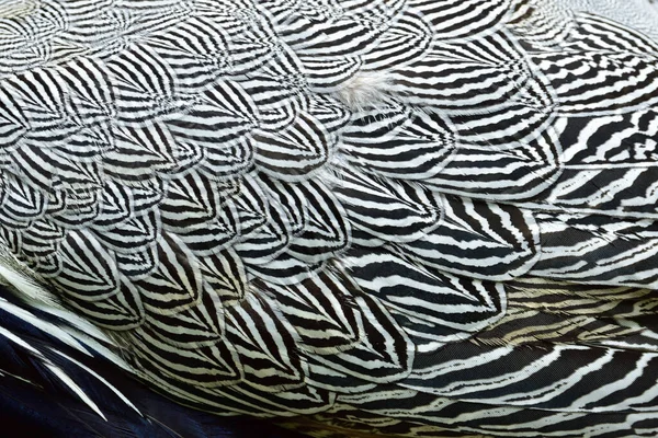 Fondo Cruzado Blanco Negro Plumas Alas Aves Silvestres Textura Faisán — Foto de Stock