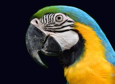 Keskin mavi ve altın renkli papağan gözü siyah arka planda ortaya çıkar. Güzel tropikal kuş yakından görünür.