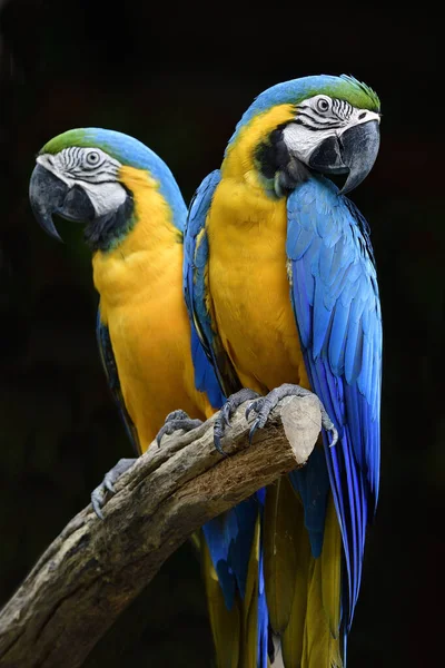 Kék Arany Arapagáj Madarak Üldögélnek Fatörzsön Fekete Háttér Lenyűgöző Trópusi — Stock Fotó