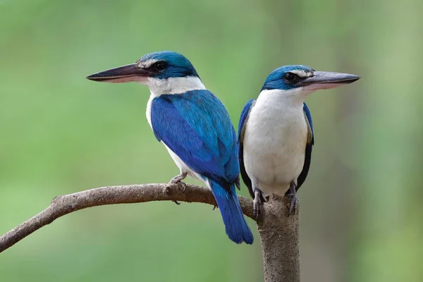 Екзотичні Красиві Блакитні Птахи Солодкий Момент Пара Білого Кольору Або — стокове фото
