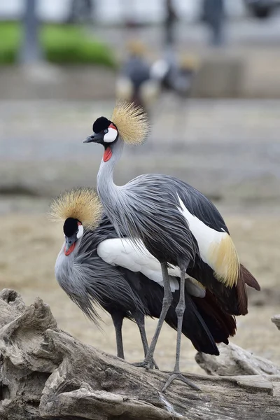 Par Grey Crowned Crane Pássaro Mais Bonito Com Crista Dourada — Fotografia de Stock