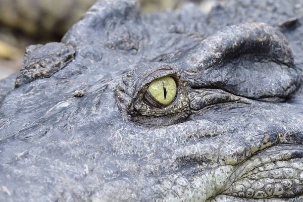 Scary look of crocodile's eye among camouflage thick skin, sharp wild animal eyes