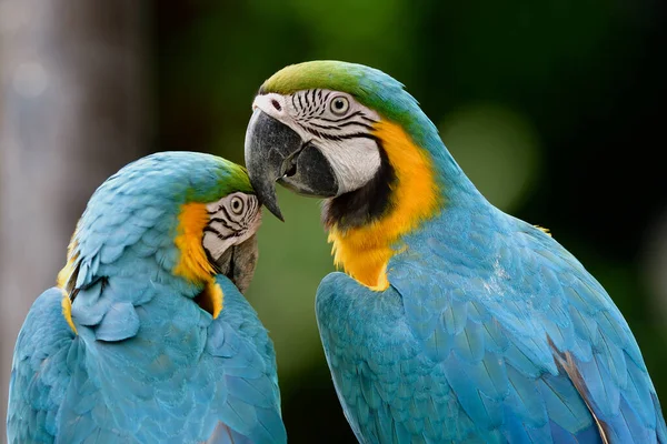 Hänselnde Papageien Verliebten Moment Blauer Und Gelber Ara Sittich Küsst — Stockfoto