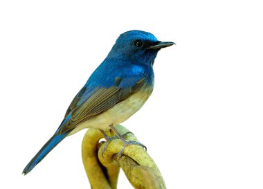 Güzel mavi kuş yalnız tüneyerek beyaz arka planda izole edilmiş dalda, Hainan mavi sinekkapanı (Cyornis hainanus)