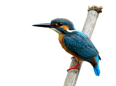 Güzel mavi kuş, genel kralbalıkçı (Alcedo at this) kurumuş bambu ağacına tünemiş beyaz arka planda yalıtılmış yan tüyleri gösteren, büyüleyici doğa