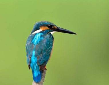 Güzel mavi kuş, alcedo (Alcedo) ağaç dalına tünemiş yeşil bulanık arka planda bir balık yakalamak için bekle, muhteşem yaratık