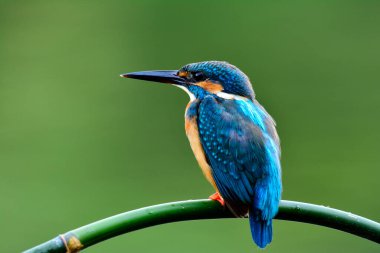 Güzel mavi kuş, Alcedo (Alcedo) akıntıda balık yakalamayı bekleyen daldaki tüylerini gösteriyor.