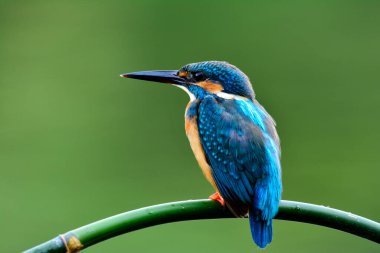 Beautiful blue bird, Common kingfisher (Alcedo atthis) showing its back feathers posting on the branch waiting to catch a fish in stream clipart